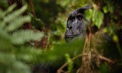 1-day-Rwanda-gorilla-Safari-Mpenzi Safaris