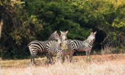 10-days-Safari-Rwanda-Mpenzi Safaris