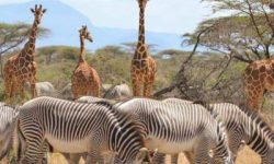 3-days-Masai-Mara-Itenarary Mpenzi Safaris