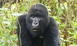 4-days-Rwanda-gorilla-trek- mpenzi safaris