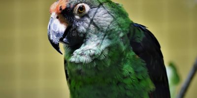 Congo Parrot African Safari Tours Mpenzi Safaris