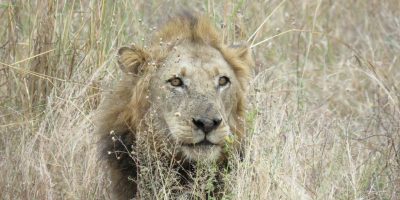 Kruger National Park African Safari Tours - Mpenzi Safaris