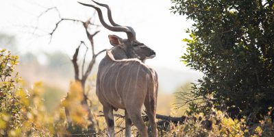 Rwanda African Safari Tours-mpenzi