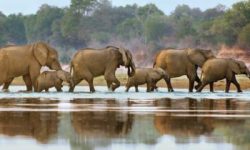 Tarangire-National-Park-Tour-Mpenzi Safaris