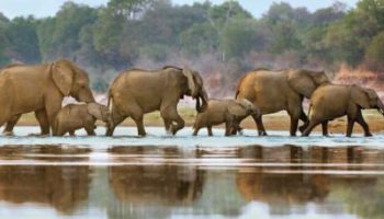 Tarangire-National-Park-Tour-Mpenzi Safaris Tarangire-National-Park-Tour-Mpenzi Safaris