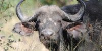 buffalo-big 5 Mpenzi Safaris