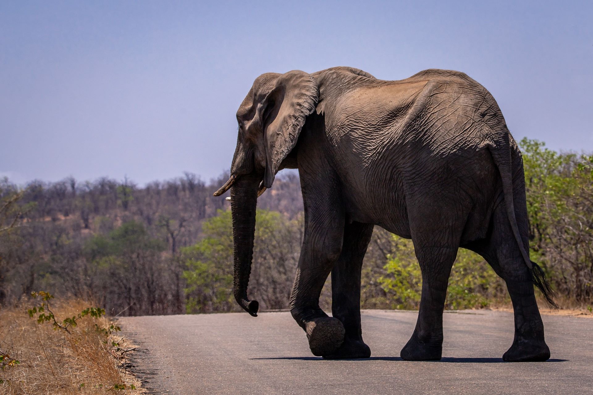 elephant-mpenzi-safaris