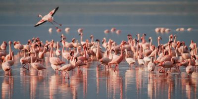 flamingos Kenya mpenzi safaris