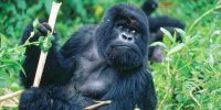 gorilla-trek -mpenzi safaris