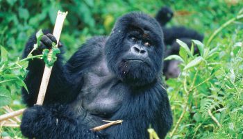 gorilla-trek -mpenzi safaris gorilla-trek -mpenzi safaris