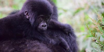 mountain-gorilla African Safari Tours-mpenzi-safaris