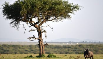 3 days Kenya - Mpenzi Safaris