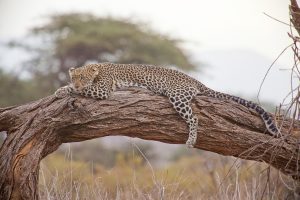 7 Days Kenya Mpenzi Safaris 7 Days Kenya Mpenzi Safaris