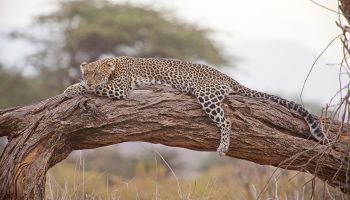 7 Days Kenya Mpenzi Safaris