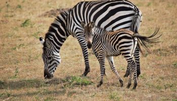 Chyulu Hills Mpenzi Safaris