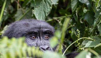 Gorillas Mpenzi Safaris Uganda Short Safaris