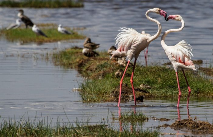 Hell’s Gate & Lake Naivasha Short Kenya Safaris