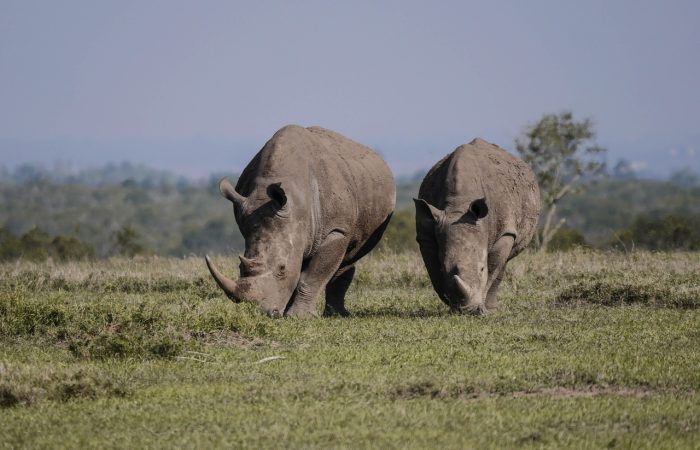 Rhinos 2 & 3 Day Ol Pejeta Safari Packages from Nairobi