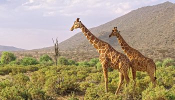 Samburu National Reserve Mpenzi