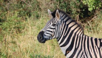 Short Rwanda Safari - Mpenzi Safaris