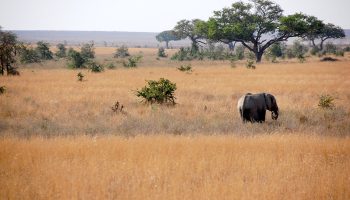 Tanzania Short Safari Mpenzi Safaris