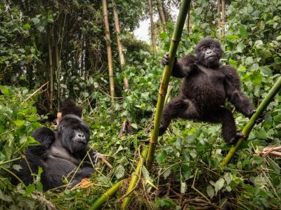 1 Day Gorilla Trek Rwanda