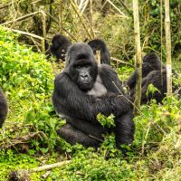 1 Day Gorilla Trek Rwanda