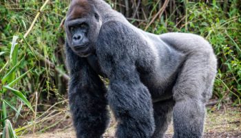 1 Day Gorilla Trek Rwanda 1 Day Gorilla Trek Rwanda