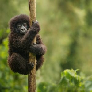 3 Day Gorilla Trekking Uganda 3 Day Gorilla Trekking Uganda
