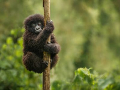 3 Day Gorilla Trekking Uganda