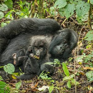 3 Day Gorilla Trekking Uganda 3 Day Gorilla Trekking Uganda