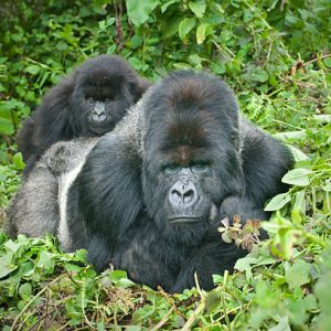 3 Day Gorilla Trekking in Uganda 3 Day Gorilla Trekking in Uganda