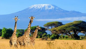 African Safari Packages African Safari Packages