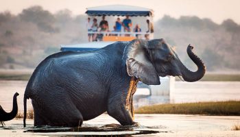 Chobe National Park Chobe National Park