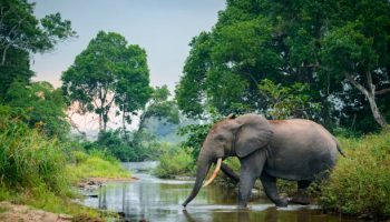 Congo Safaris & Tours Congo Safaris & Tours