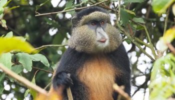 Golden Monkeys in Rwanda Golden Monkeys in Rwanda