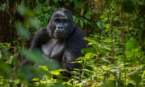 Gorilla Trekking Africa- DR Congo Gorilla Trekking Africa- DR Congo