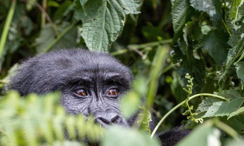 Gorilla Trekking in Uganda Gorilla Trekking in Uganda