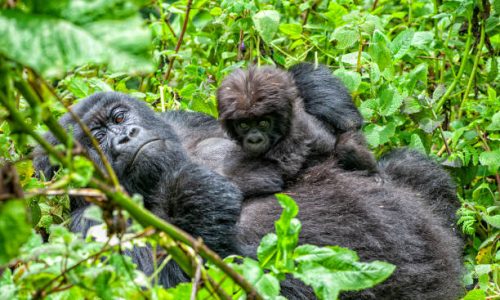 Gorilla Trekking Africa Gorilla Trekking Africa