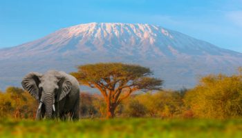 Mount Kilimanjaro with Acacia Mount Kilimanjaro with Acacia