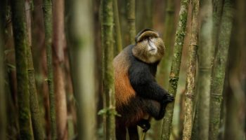 Primate Safari Rwanda Primate Safari Rwanda