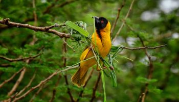 Rwanda Congo Safari Rwanda Congo Safari