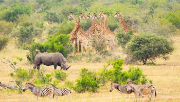 South Africa Safari Tours South Africa Safari Tours