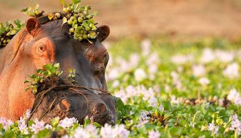 South Africa Zimbabwe Tours South Africa Zimbabwe Tours