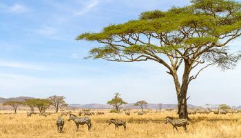 Tanzania Safaris 8 days Tanzania Safaris 8 days