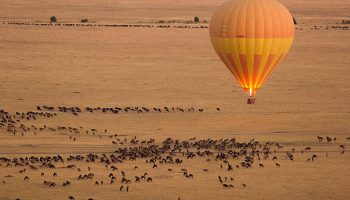 A Hot Air Balloon over the grazing wilderbeest in Masai Mara A Hot Air Balloon over the grazing wilderbeest in Masai Mara
