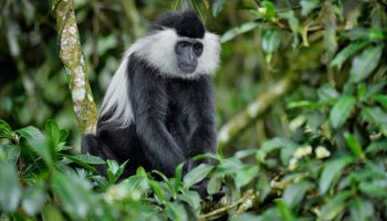 Uganda Primates 7 days Uganda Primates 7 days