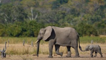 Zambia Safaris Tours Zambia Safaris Tours