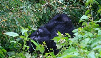 1 day gorillas Rwanda 1 day gorillas Rwanda