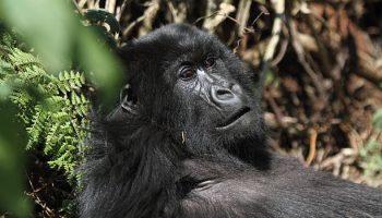 2 days gorillas Rwanda 2 days gorillas Rwanda